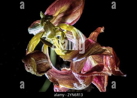 Ein verwelkter Blumenstrauß mit einer beleuchteten Lilie im Dunkeln Stockfoto