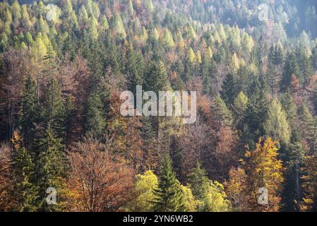 Malerischer Herbstwald am Kristallsee in den Julischen Alpen, Slowenien, Europa Stockfoto