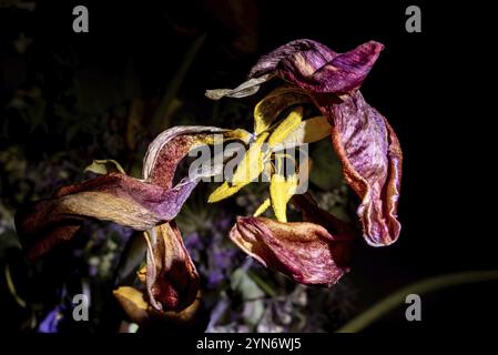 Ein verwelkter Blumenstrauß mit einer beleuchteten Lilie im Dunkeln Stockfoto