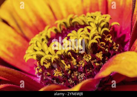 Nahansicht eines schönen bunten Asters in einem Blumenstrauß Stockfoto