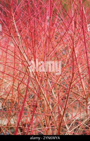 Cornus sanguinea Anny's Winter Orange, Dogwood Anny's Winter Orange, orange-rot gerötete Stiele im Winter Stockfoto