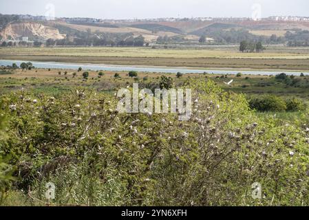 Viele Storchnester in der Aue des Flusses Bouregreg in Rabat, Marokko, Afrika Stockfoto