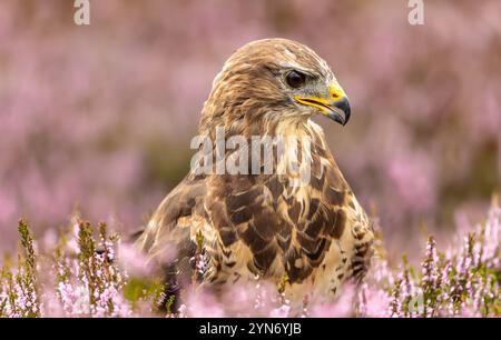 Bussard, Nahkopf und Schultern, Schuss eines erwachsenen Bussards in farbenfroher lila Heidekraut, nach rechts gerichtet. Yorkshire Dales, Großbritannien. Wissenschaftlicher Name: Buteo Stockfoto