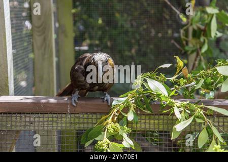 Berühmter Kea-Papagei in einem Vogelschutzgebiet auf North Island Von Neuseeland Stockfoto