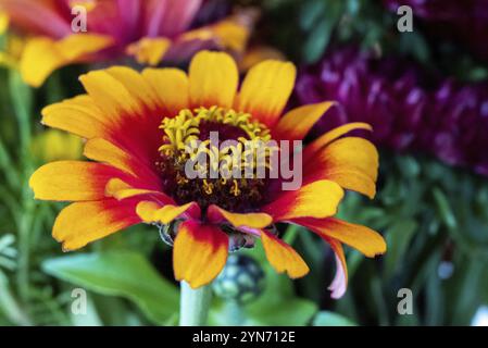 Nahansicht eines schönen bunten Asters in einem Blumenstrauß Stockfoto