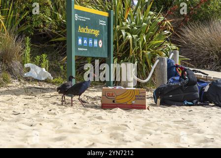 ABEL TASMAN NP, NEUSEELAND, 17. DEZEMBER 2022, Nosy WEKA Birds auf der Suche nach Nahrung am Strand des Abel Tasman National Park, Neuseeland, Ozeanien Stockfoto