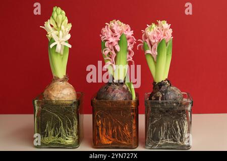 Drei blühende Hyazinthen in separaten transparenten Glasbehältern. Die Roots sind sichtbar. Nahaufnahme mit großer Schärfentiefe. Stockfoto