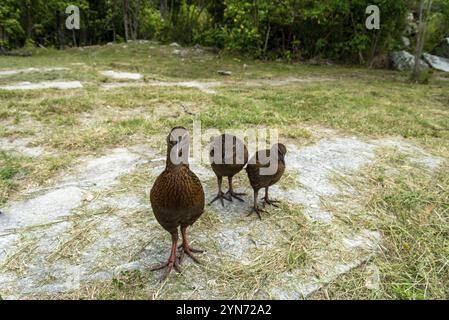 Neugierige WEKA-Vögel fordern beim Abel Tasman Coast Track, Neuseeland, Ozeanien, Nahrung Stockfoto