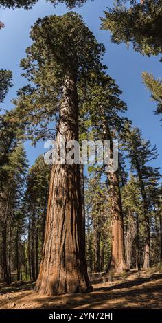 Riesiger Mammutbaum Zedernbaum im Yosemite National Park, USA, Nordamerika Stockfoto