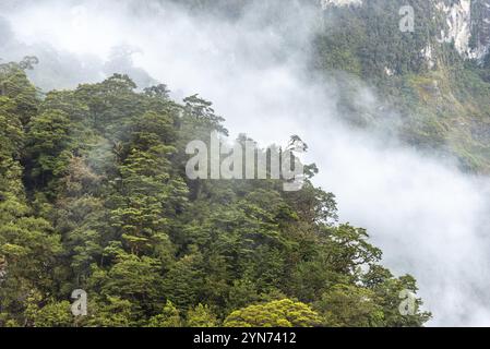 Ein neuer Morgen dämmert am Doutful Sound, Wolken hängen tief in den Bergen, Südinsel von Neuseeland Stockfoto