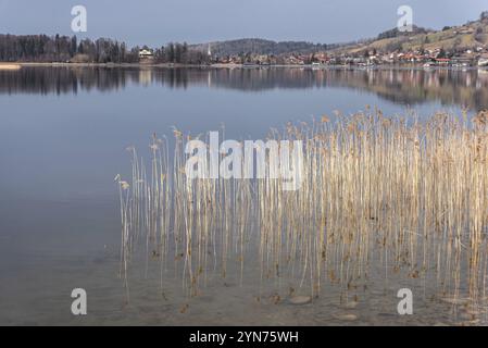 Malerische Reflexion der Vegetation am Schliersee in Bayern, Deutschland, Europa Stockfoto