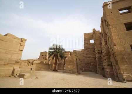 Eine Palme, die einsam im Gericht des Tempels von Ramses III, Theben steht Stockfoto