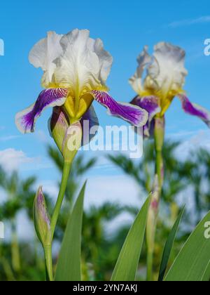 Nahaufnahme von leuchtenden Irisblumen mit zarten Blütenblättern und satten Farben vor einem klaren blauen Himmel. Das Bild fängt die Schönheit und Eleganz der Natur i ein Stockfoto