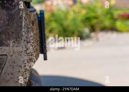 Abgequetschte und verschmierte Käfer auf dem Frontgrill eines Fahrzeugs. Stockfoto