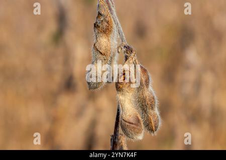 Sojabohnenschote und -Samen mit Insektenschäden. Insekten- und Schädlingsbekämpfung, Insektizid- und Pestizidkonzept Stockfoto