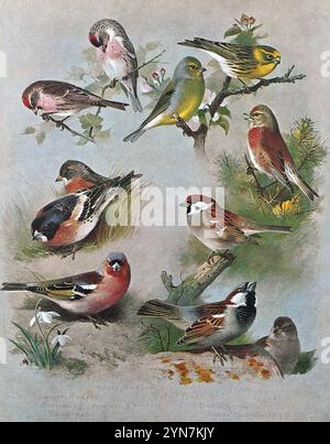 Mealy Redpoll(Acanthis flammea), Serin(Serinus serinus), Lesser Redpoll(Acanthis Cabaret), Citril Finch(Carduelis citrinella), Linnet(Linaria cannabina), Brambling(Fringilla montifringilla), Baumpfang(Passer montanus), Chaffinch(Fringilla coelebs), Haussparrow(Passer domesticus), Vintage Aquarellillustration von 1915. Original des schottischen Künstlers Archibald Thorburn. Stockfoto