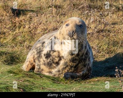 Weibliche Graurobbe, die auf den Sanddünen an der englischen Küste ruht. Robben am Strand von Donna Nook Lincolnshire. Erwachsene, die sich in der Wintersonne sonnen. Stockfoto