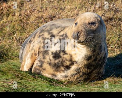 Weibliche Graurobbe, die auf den Sanddünen an der englischen Küste ruht. Robben am Strand von Donna Nook Lincolnshire. Erwachsene, die sich in der Wintersonne sonnen. Stockfoto