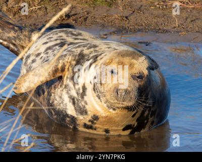 Weibliche Graurobbe, die auf den Sanddünen an der englischen Küste ruht. Robben am Strand von Donna Nook Lincolnshire. Erwachsene, die sich in der Wintersonne sonnen. Stockfoto