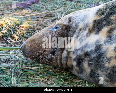 Weibliche Graurobbe, die auf den Sanddünen an der englischen Küste ruht. Robben am Strand von Donna Nook Lincolnshire. Erwachsene, die sich in der Wintersonne sonnen. Stockfoto