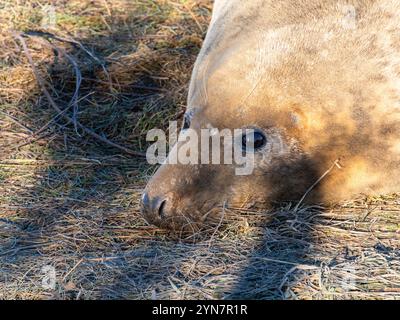 Weibliche Graurobbe, die auf den Sanddünen an der englischen Küste ruht. Robben am Strand von Donna Nook Lincolnshire. Erwachsene, die sich in der Wintersonne sonnen. Stockfoto