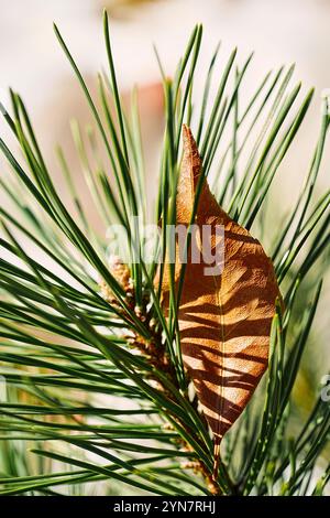 Ein Herbstblatt zwischen Kiefernnadeln Stockfoto