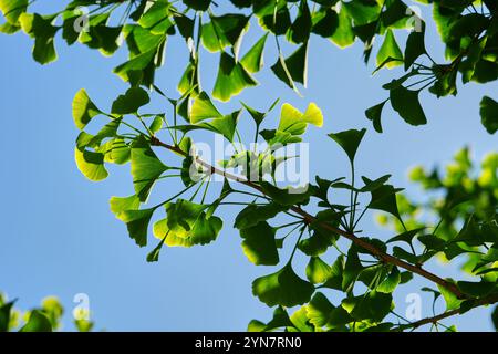 Ginkgobaumblätter und Stämme Stockfoto