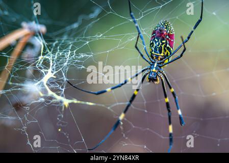 Weibliche Joro-Spinne (Trichonephila clavata) auf ihrem Netz in Snellville, Georgia. (USA) Stockfoto