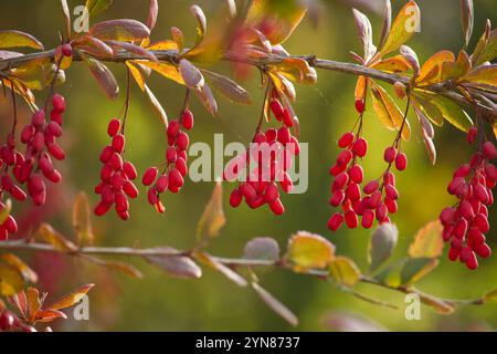 Nahaufnahme reifer roter europäischer Berberberitze auf einem Zweig mit weichem gelben Hintergrund, der die lebendigen Farben und die natürliche Schönheit von aut einfängt Stockfoto