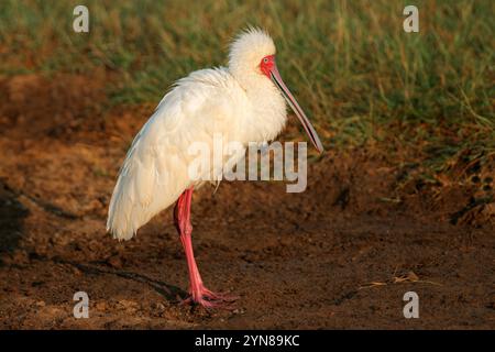 Ein afrikanischer Löffelschnabel (Platalea alba) in natürlicher Umgebung, Amboseli-Nationalpark, Kenia Stockfoto