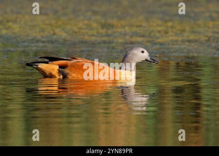 Eine männliche südafrikanische Schutzente (Tadorna cana) schwimmt in einem Teich in Südafrika Stockfoto