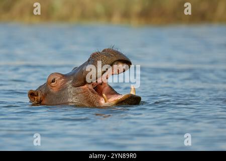 Porträt eines Nilpferdes (Hippopotamus amphibius) mit offenem Mund im Wasser, Chobe Nationalpark, Botswana Stockfoto