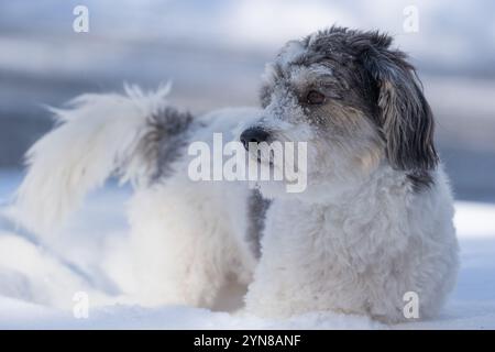 Nahaufnahme eines schwarz-weißen Hündchens aus Havanna, das den Schnee genießt. Stockfoto