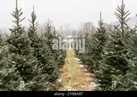 Schneebedeckte immergrüne Bäume auf Christmas Tree Farm Stockfoto