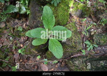 Blick von oben auf eine Glockenpflanze der Kathedrale (Kalanchoe pinnata), die zwischen der Lücke in den kleinen Felsen wächst. Diese Pflanze, auch bekannt als die verschiedenen Namen Stockfoto