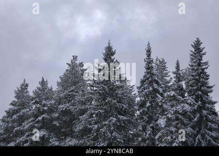 Jokkmokk, Schweden. April 2021. Ein Kiefernwald ist bei einem Schneefall in Jokkmokk, Schwedisch-Lappland, zu sehen. Schweden macht rund 18 % der gesamten Waldfläche der Europäischen Union aus. 70 % des schwedischen Territoriums sind von Wäldern bedeckt. (Foto: Apolline Guillerot-Malick/SOPA Images/SIPA USA) Credit: SIPA USA/Alamy Live News Stockfoto