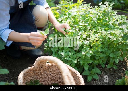 Frauenhand pflückt Pfefferminze Stockfoto