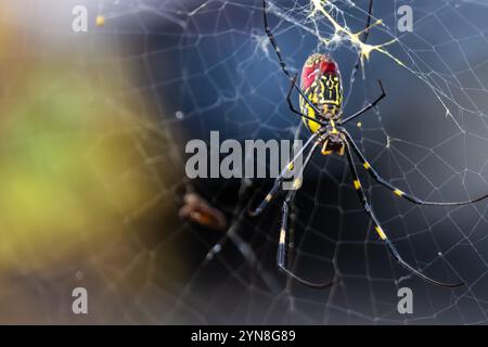 Bunte weibliche Joro-Spinne (Trichonephila clavata) auf ihrem Netz in Snellville, Georgia. (USA) Stockfoto