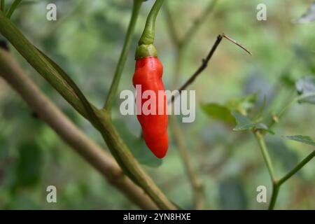 Soft Focus Nahansicht eines Reifen Chili-Spiegels hängt an der weißen Chili-Pflanze im Garten. Stockfoto