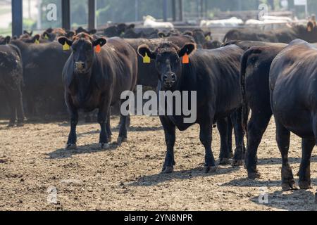 Black Angus züchten Rinder auf einem Futterplatz oder Futterplatz. Ohrmarken und elektronische Überwachungsmarken wurden überarbeitet, um die Unterscheidungsnummern und zu entfernen Stockfoto