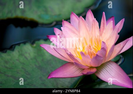 Einzelne große rosa Lotusblüte in voller Blüte in einem Lilienteich mit offenen Pedalen, die Sonnenschein absorbieren. Stockfoto