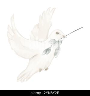 Friedenssymbol, weiße Taube, die mit Olivenzweig im Schnabel fliegt, digitale Aquarellabbildung für Druck- und Web-Nutzung Stockfoto