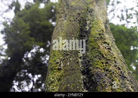 Nahaufnahme des moosbedeckten Baumstamms in einem ruhigen Wald Stockfoto