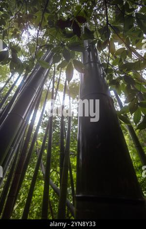Bambuswald-Baldachin mit Sonnenlicht, das durchfiltert Stockfoto