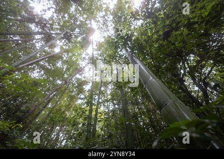 Sonnenlicht, das durch den Bambushain in Kyoto filtert Stockfoto