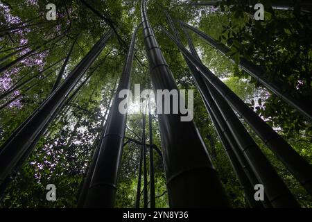 Blick hinauf durch das riesige Bambusdach Stockfoto