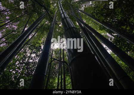Majestätischer Blick auf die majestätischen Bambusstiele in einem ruhigen Wald Stockfoto