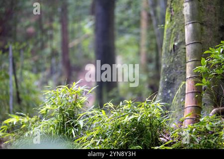 Ruhiger Bambuswald mit grünem Unterholz Stockfoto