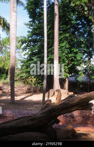 Im Vordergrund, von hinten, steht ein Erdmännchen auf seinen Hinterbeinen und blickt zur Seite Stockfoto