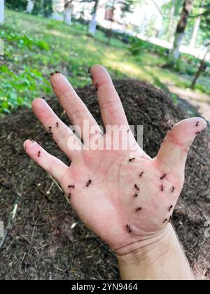 Ein detailreiches Bild, das zahlreiche Ameisen zeigt, die auf einer offenen Hand in einer natürlichen Umgebung krabbeln. Erfasst die Interaktion zwischen Mensch und Insekten und betont Stockfoto